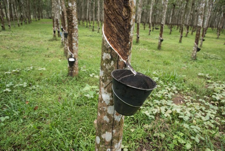 Palawan Rubber Industries Incorporated is committed to the optimization and re-invigoration of the rubber industry in Palawan. We will do it through value creation, profit maximization and product diversification